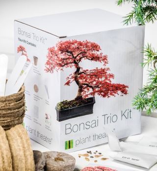 kit bonsai